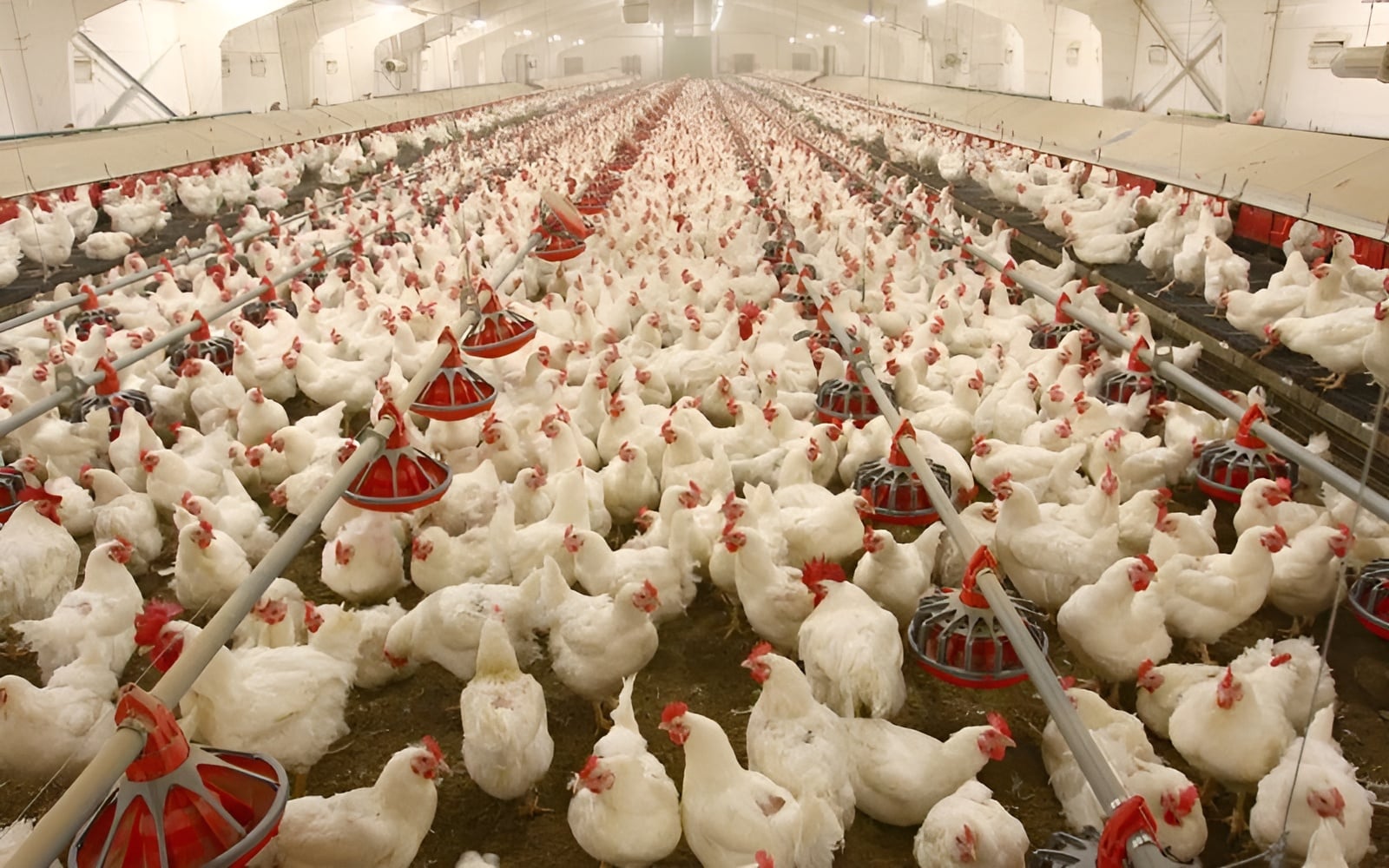 Green Biotech banner image 2 showing animal health solutions