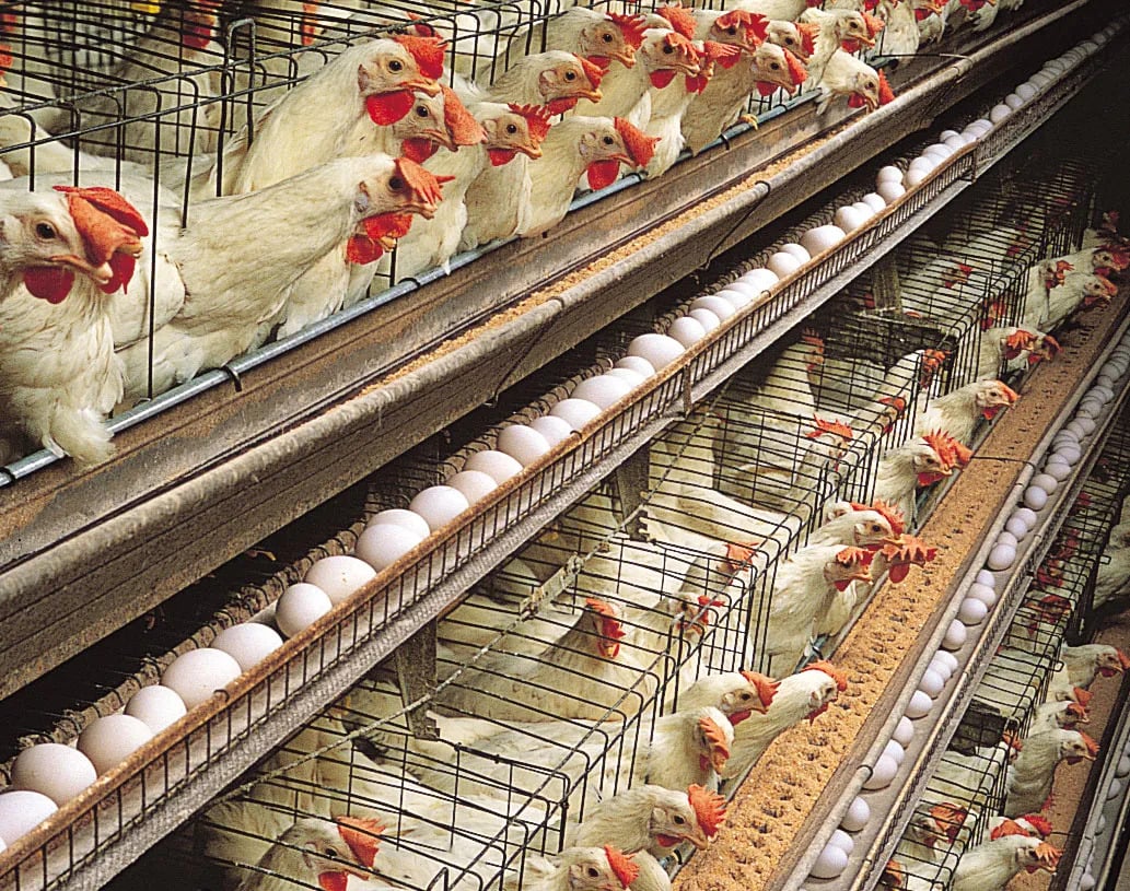 Green Biotech banner image 3 showing animal health solutions