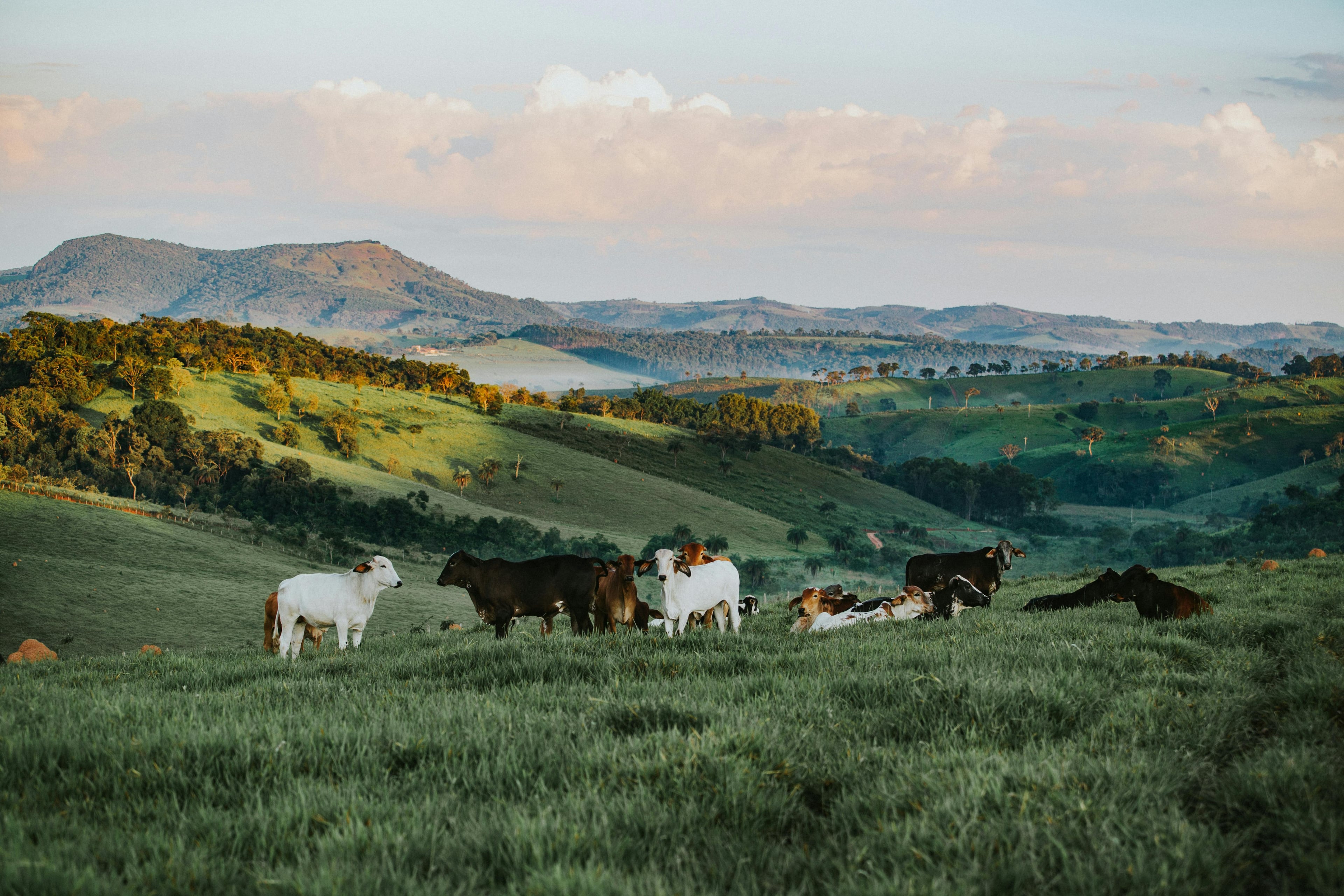 Green Biotech banner image 1 showing animal health solutions